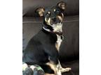 Adopt Bubba a Black - with Tan, Yellow or Fawn Miniature Pinscher / Mixed dog in