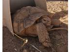 Adopt Georgette A Tortoise Reptile, Amphibian, And/or Fish In San Tan Valley