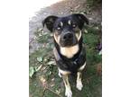 Adopt Thunder a Rottweiler / Husky / Mixed dog in Sechelt, BC (37874583)