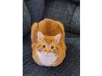 Adopt Spike a Orange or Red Domestic Shorthair / Mixed (short coat) cat in