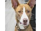 Adopt Copper a Brindle American Staffordshire Terrier / Mixed dog in Moose Jaw