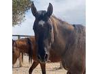 Cole Dunn, Quarterhorse For Adoption In Las Vegas, Nevada