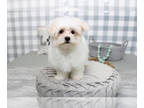 Maltese PUPPY FOR SALE ADN-591224 - Satin Curious ACA White Male Maltese Puppy