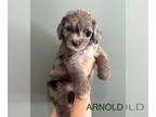 Aussiedoodle PUPPY FOR SALE ADN-591401 - Aussiedoodle Puppies