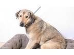 Adopt PEEWEE a Anatolian Shepherd, German Shepherd Dog