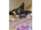 Adopt Sterling the King a Domestic Short Hair