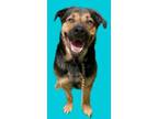 Adopt Buddy Cole a Rottweiler, Mixed Breed