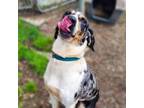 Adopt Remus -SPONSORED- NO FEES! a Hound, Catahoula Leopard Dog