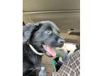 Adopt BUTTERCUP a Black - with White Rottweiler / Boxer / Mixed dog in Chapel