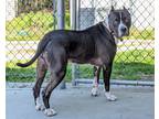 Adopt Apollo a Black American Staffordshire Terrier / Mixed dog in Virginia