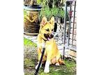 Adopt Big Bear a Tan/Yellow/Fawn German Shepherd Dog / Akita dog in Pleasant
