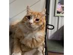 Adopt Alfie a Orange or Red Domestic Longhair / Mixed cat in Stephenville