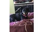 Adopt Mj a Brown/Chocolate - with Black Miniature Pinscher / Mixed dog in