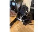 Adopt Tug a Black Border Collie / Newfoundland / Mixed dog in Niagara Falls