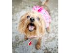 Adopt *Lizzo DIVA -- ADOPTABLE HOSPICE a Yorkshire Terrier