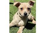 Hendrix, Cairn Terrier For Adoption In Santa Ana, California