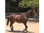 Adopt Jordan a Bay Thoroughbred / Mixed horse in Solvang, CA (28104049)