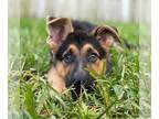German Shepherd Dog PUPPY FOR SALE ADN-591851 - AKC German Shepherd Puppies