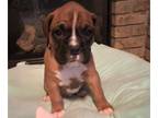 Boxer PUPPY FOR SALE ADN-591708 - Baileys AKC Boxers