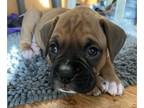Boxer PUPPY FOR SALE ADN-591711 - Baileys AKC Boxers
