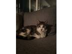 Adopt Oslo a Gray or Blue Domestic Shorthair / Domestic Shorthair / Mixed cat in