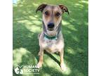 Adopt KIWI a Tan/Yellow/Fawn Greyhound / Mixed dog in Tucson, AZ (37893334)