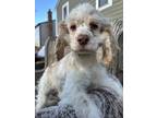 Adopt Jazz, Puppy 56 **Foster Home** a White Cocker Spaniel / Mixed dog in