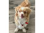Adopt Polly a Red/Golden/Orange/Chestnut - with White Cavalier King Charles