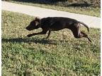 Adopt Truth a Brown/Chocolate Greyhound / Labrador Retriever / Mixed dog in