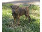 Adopt Rugrat a Brindle Coonhound (Unknown Type) / Shar Pei / Mixed dog in