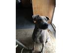 Adopt Kat a Gray/Blue/Silver/Salt & Pepper Bull Terrier / Mixed dog in Oakley