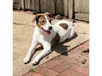 Adopt Mabele a Jack Russell Terrier, Australian Cattle Dog / Blue Heeler