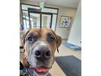 Adopt Rigsby, 110 lbs, good with other dogs a Mastiff