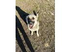 Adopt Cardi a Black - with Tan, Yellow or Fawn German Shepherd Dog dog in Haines