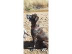 Adopt Bailey a Brindle Rottweiler / German Shorthaired Pointer / Mixed dog in