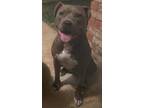 Adopt Scout a Brindle Bull Terrier / Terrier (Unknown Type