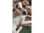 Adopt Belle a Hound, Pit Bull Terrier