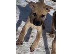 Adopt Shakina a White American Pit Bull Terrier / Labrador Retriever dog in