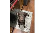 Adopt Flower a Brown/Chocolate German Shorthaired Pointer / Black and Tan