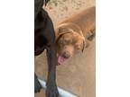 Adopt Mack a Brown/Chocolate American Pit Bull Terrier / Labrador Retriever /