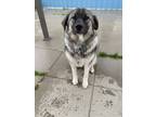 Adopt Titan a Gray/Blue/Silver/Salt & Pepper Husky / Mixed dog in Everett