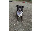 Adopt Bruce a Labrador Retriever / Mixed dog in Errington, BC (37917422)