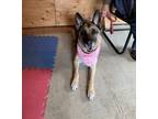 Adopt Heidi a German Shepherd Dog / Mixed dog in Errington, BC (37917421)