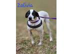 Adopt Zolivia a Pointer / Mixed dog in Cambridge, MD (37914492)
