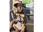 Adopt Juicy Peach a Black - with Tan, Yellow or Fawn Doberman Pinscher dog in