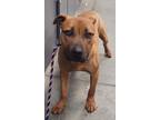 Adopt Koda a American Pit Bull Terrier / Rottweiler / Mixed dog in Oxford