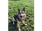 Adopt Wong Wong a German Shepherd Dog / Mixed dog in Richmond, BC (37911277)