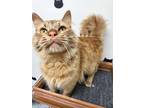 Adopt Albert a Orange or Red Domestic Mediumhair (medium coat) cat in Webster