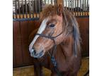 Adopt Princess a Pony - Other / Mixed horse in Des Moines, IA (37910381)