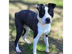 Adopt #13015/Kody a Black Border Collie / Labrador Retriever / Mixed dog in